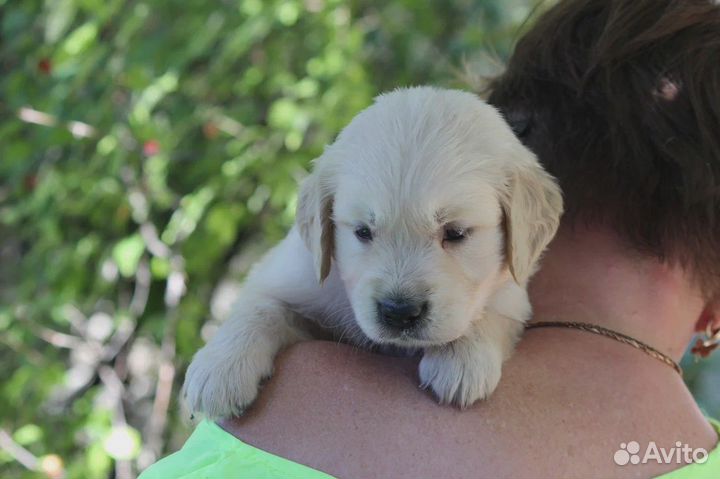 Золотистый ретривер