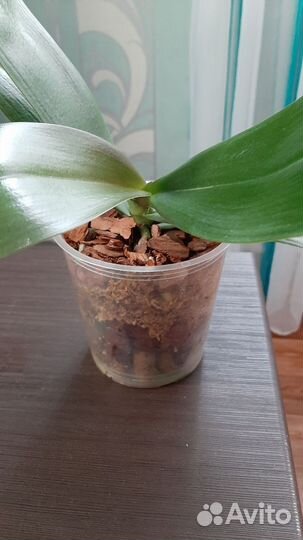 Орхидея Sogo lawrence