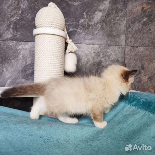 Cute Teddy, рэгдолл с родословной