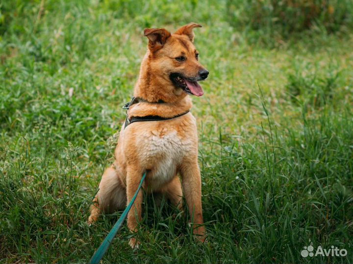 Маленькая рыжая бестия, собачка-лисичка