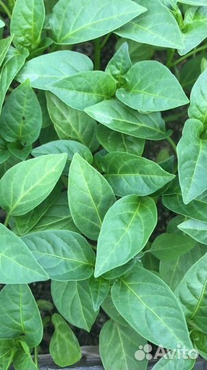 Рассада с доставкой