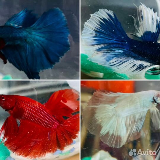 Аквариумные рыбки петушки