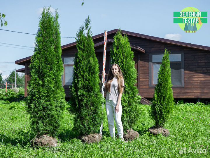 Туи смарагд 120 см свежая копка 2023
