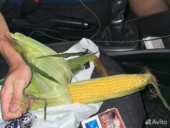 Кукуруза в початках