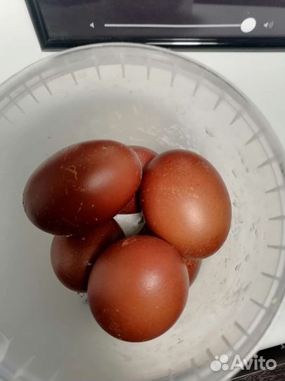 Инкубационное яйцо черно медного марана