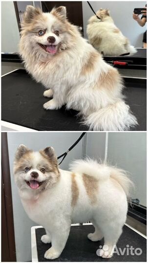 Стрижка собак