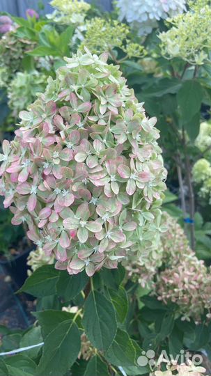 Гортензия метельчатая