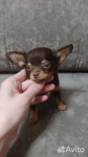 Мини той-терьер щенок