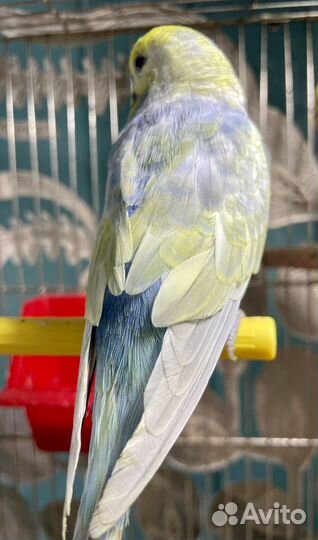Радужный волнистый попугай