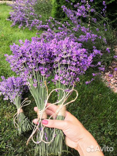 Лаванда,сухоцветы,букеты,саженцы