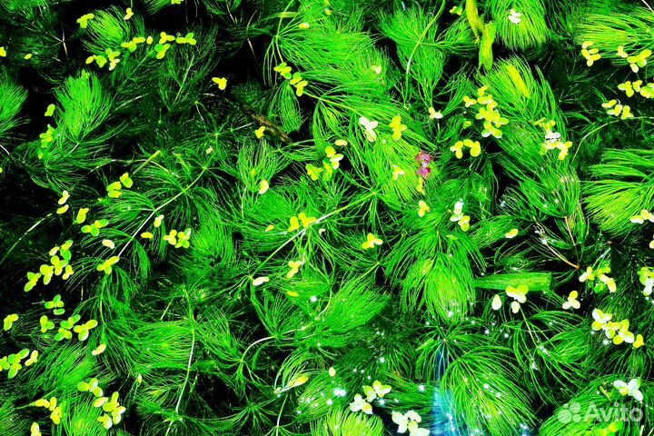 Аквариумные растения