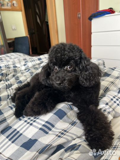 Вязка. Той-пудель