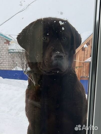 Собака лабрадор