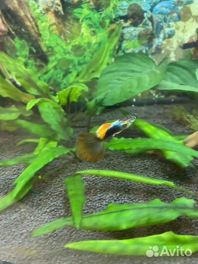 Аквариумные рыбки Гуппи