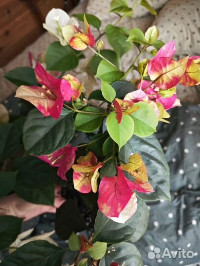 Бугенвиллея Snowcap Multi