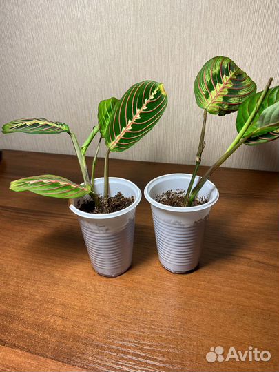 Укорененные черенки