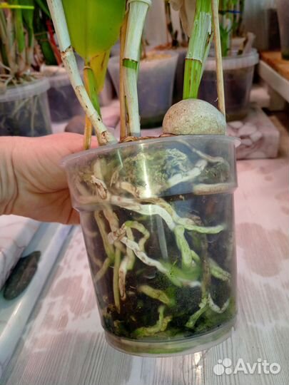 Орхидея каттлея