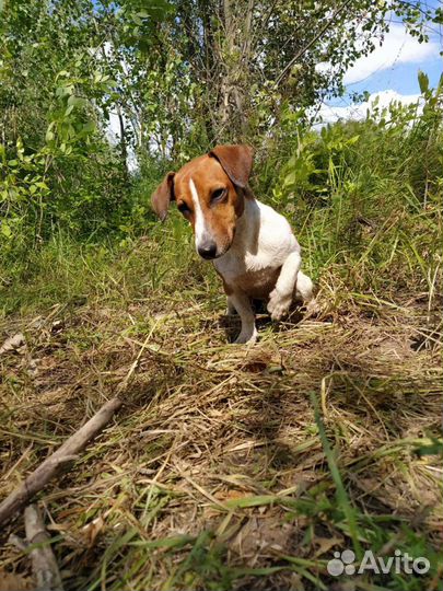 Собака для вязки