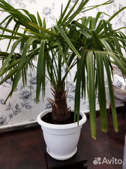 Пальма хамеропс