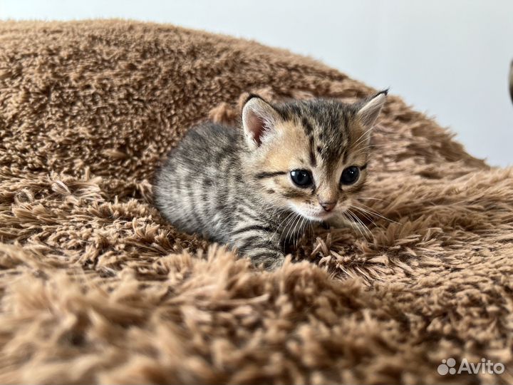 Котята в дар бесплатно