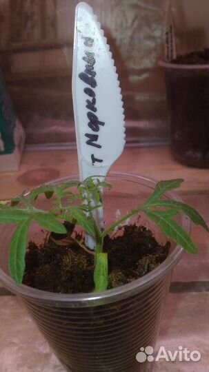 Рассада помидор