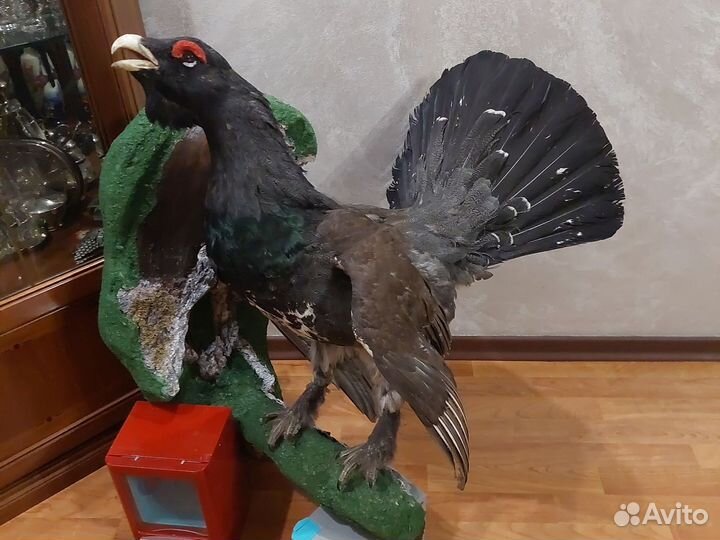 Чучело глухаря
