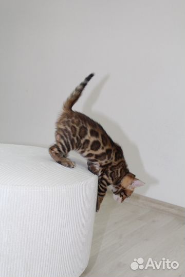 Бенгальские котята