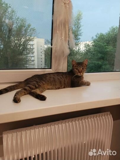 Кошка красотка камышового окраса