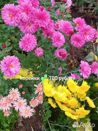 Хризантемы мультифлора, хризантемы корейские