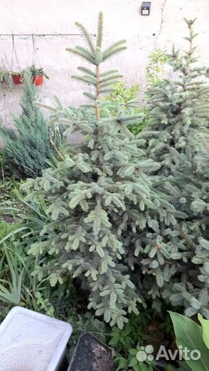 Ели Маджестик, Супер блю, Глаука, Крымские зкс