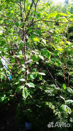 Дуб, Вяз, Клён, Туя - деревья саженцы