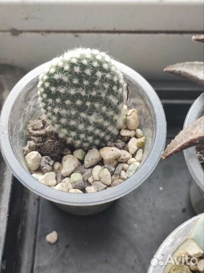 Опунция мелковолосистая