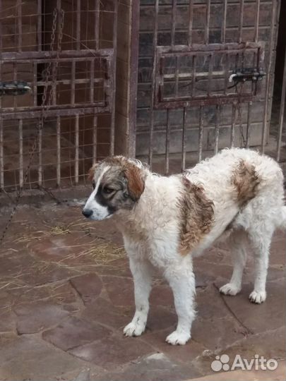 Супер красотка