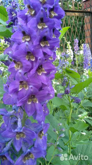 Дельфиниум