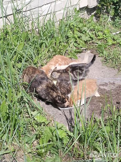 Котята в добрые руки