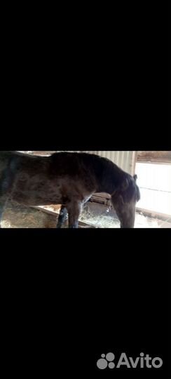 Лошадь жеребец