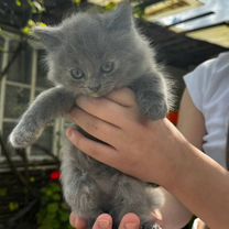 Котята в добрые руки бесплатно