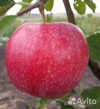 Яблоня Слава Победителям / Саженцы яблони