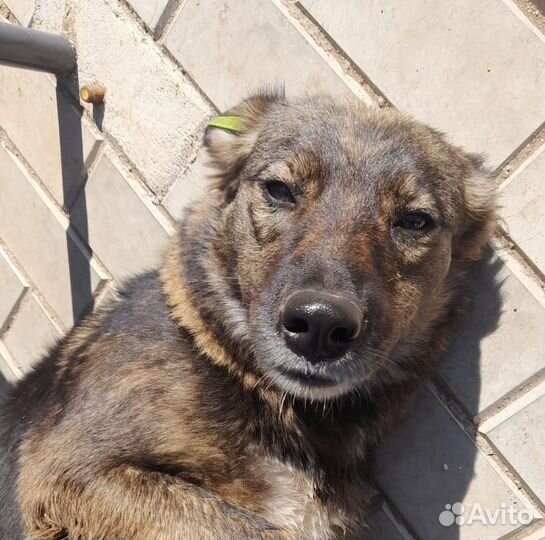 Отдам бесплатно собаку