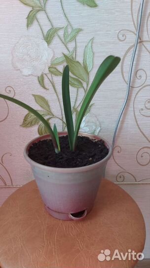 Гиппиаструм