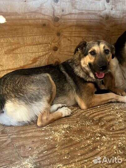 Собака в добрые руки отдам бесплатно