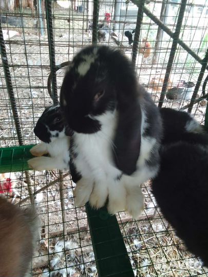 Кролики фб и Рэкс