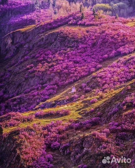 Экскурсия на Алтай