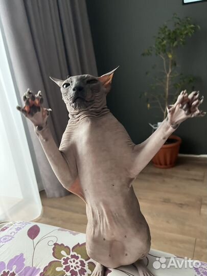 Донской сфинкс кошка