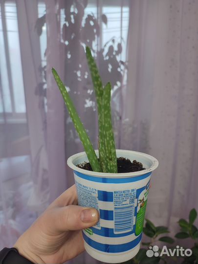 Алоэ вера