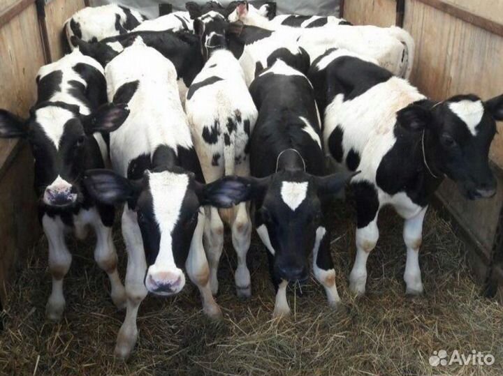 Телята бычки