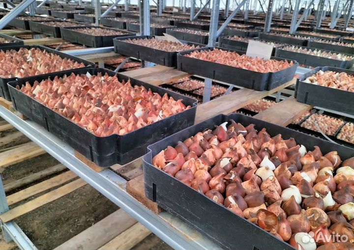 Луковицы тюльпанов оптом