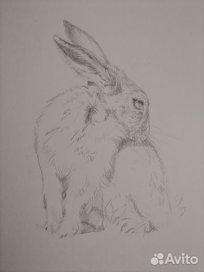 Осенние зарисовки. Заяц.Диптих. Рисунок карандашом