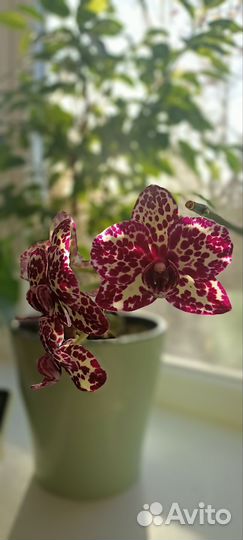 Орхидея фаленопсис
