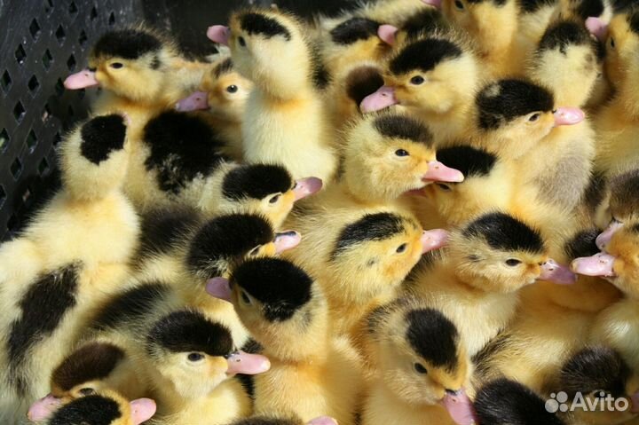 Бройлеры Индюшата Гусята Утята, Муларды